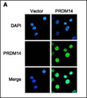 PRDM14 Antibody (aa1-30)