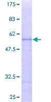 Human OVOL1 Protein (Recombinant GST)