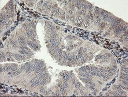 SNX8 Antibody (clone OTI1A1)