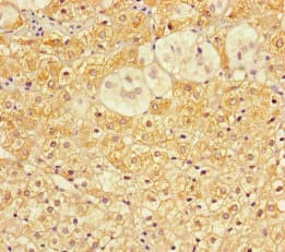 C1orf31 Antibody