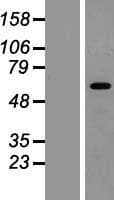 HIC2 Protein (Over-Expression Lysate Myc-DDK (Flag))