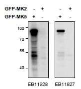 IHC-plus™ MAPKAPK5 / PRAK Antibody (aa306-318)