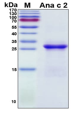 Pineapple Ana c 2 Protein (Recombinant His, N-Terminal)