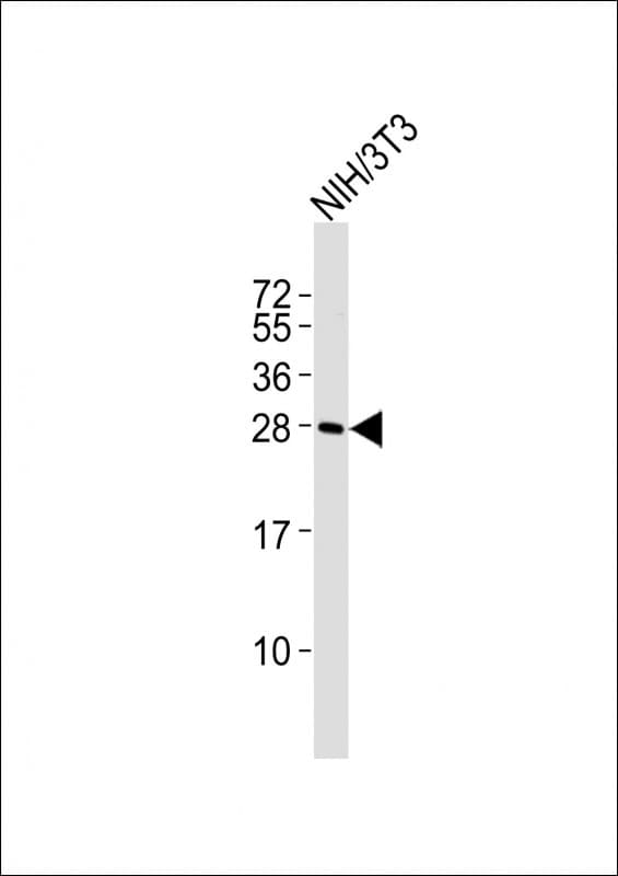 RYBP Antibody (aa131-165)