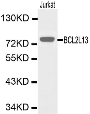 BCL2L1 / BCL-XL Antibody