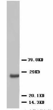 VEGFD Antibody (aa101-115)