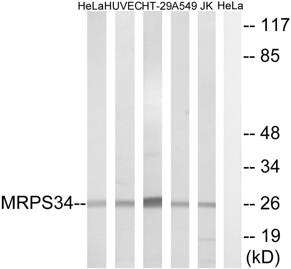 MRPS34 Antibody (aa169-218)