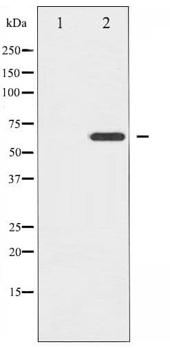 EZR / Ezrin Antibody (phospho-Thr566)