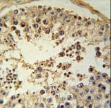 Polyclonal Rabbit anti-Human CCNYL1 Antibody (aa41-70, IHC, WB)