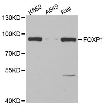FOXP1 Antibody
