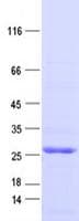 Human IGF1R / IGF1 Receptor Protein (Recombinant DDK,C-terminus)