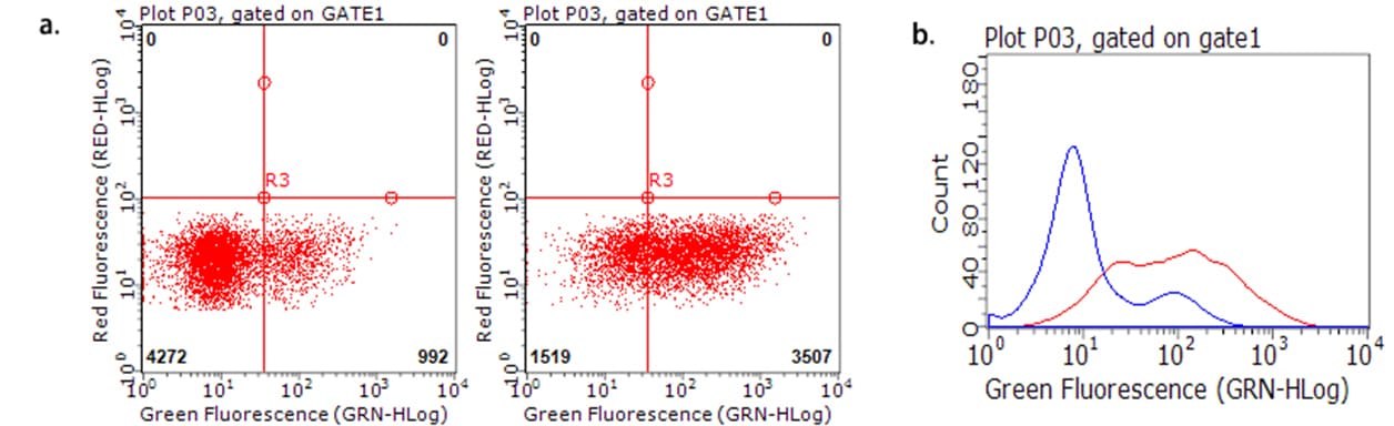 TNFRSF18 / GITR Antibody (aa26-162, clone OTI1A3, Carrier-free)