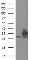TXNDC1 / TMX1 Antibody (clone OTI3H5, Carrier-free)