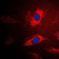 IARS2 Antibody (N-Terminus)