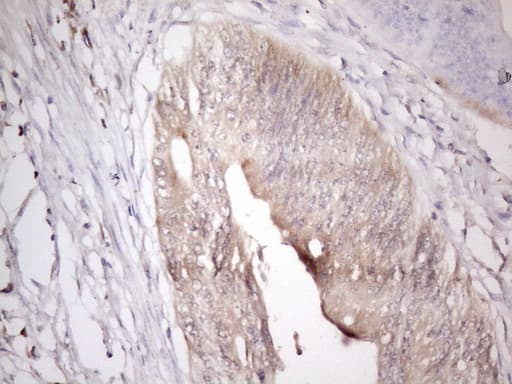 ZNF69 Antibody (clone OTI3D11)
