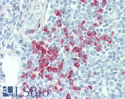 IHC-plus™ IGHG1 / IgG Antibody (clone GHC07-1, Azide-free, BSA-free)