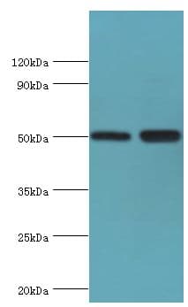 EED Antibody (aa1-300)