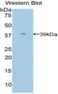 Apolipoprotein C-I Antibody (aa30-88)