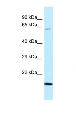 DNAJC11 Antibody (aa407-456)