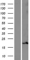 MRPL55 Protein (Over-Expression Lysate Myc-DDK (Flag))