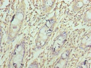 COXIV / COX4 Antibody (aa23-169)