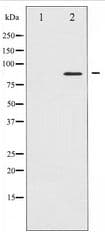 STAT4 Antibody