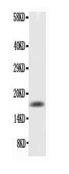 Polyclonal Rabbit anti-Mouse TNF Alpha Antibody (aa80-235, IHC, WB)