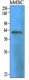 IHC-plus™ NT5E / eNT / CD73 Antibody (aa27-252, clone 2B6)