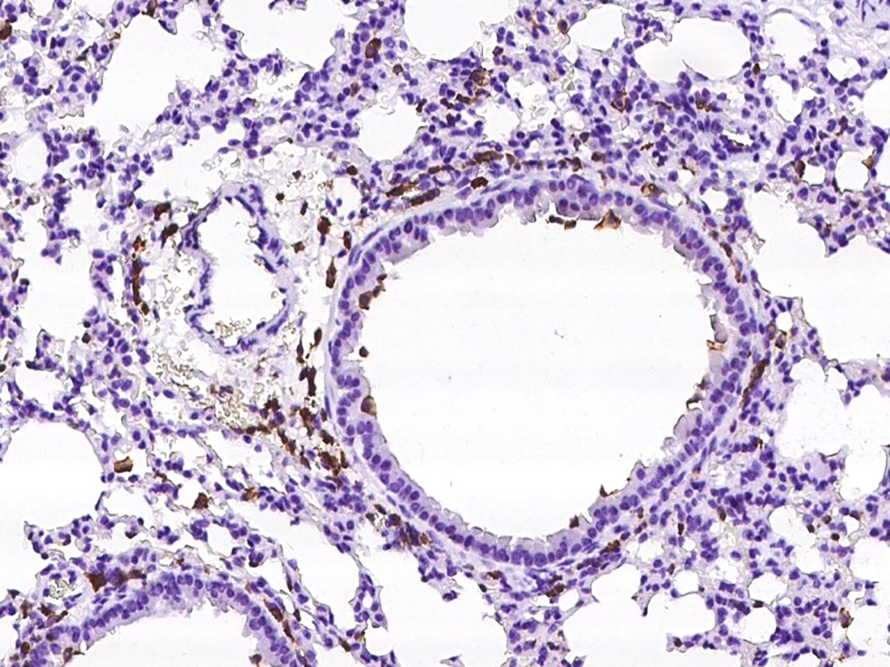 Fcgr4 Antibody (Preservative Free)