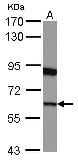 GSPT1 Antibody