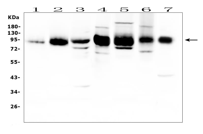 ICAM-1 / CD54 Antibody