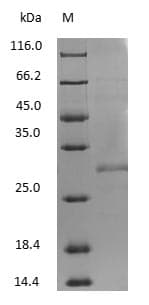 Mouse IgG Fab Protein (Native)