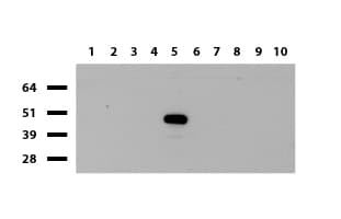 IDO1 / IDO Antibody (clone UMAB126)