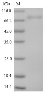 Mouse ISM1 Protein (Recombinant 6His, C-terminus)
