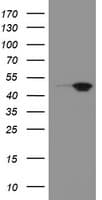 MEIS3 Antibody (clone OTI3A7)