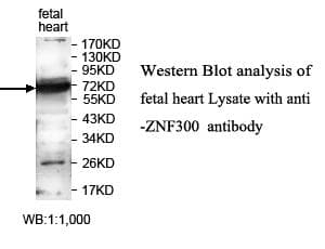 ZNF300 Antibody (aa220-479)