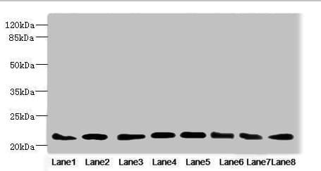 RAB23 Antibody