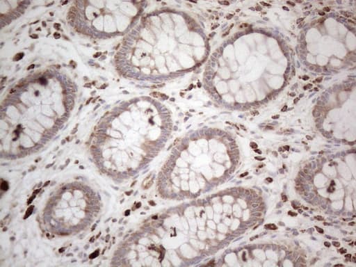 GLOD2 / MCEE Antibody (clone OTI11G7)