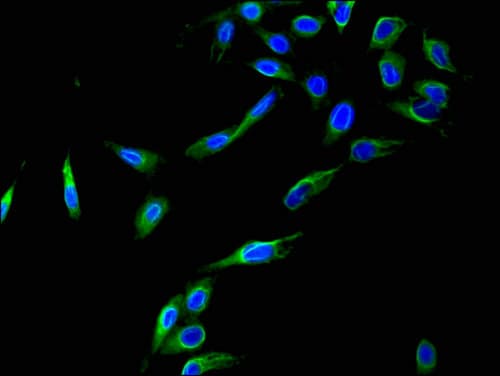 CCNC / Cyclin C Antibody