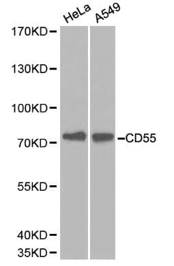 CD55 Antibody