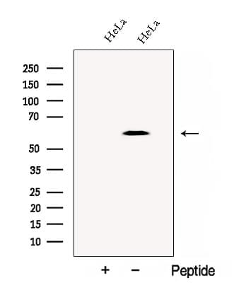 CCT4 / SRB Antibody