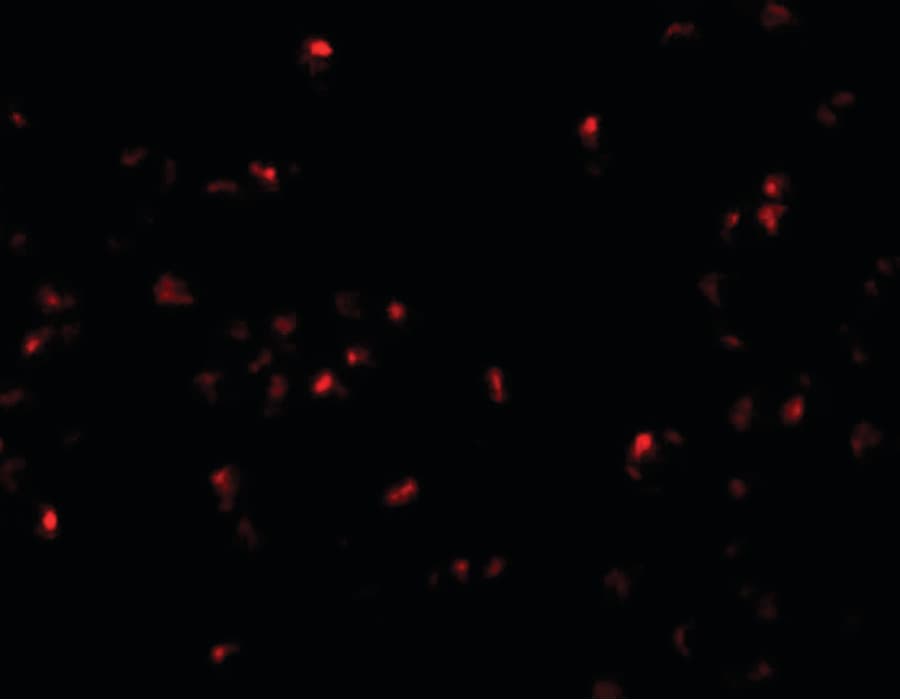 IHC-plus™ Polyclonal Rabbit anti-Human SCRN2 / Ses2 Antibody (IHC, IF, WB)