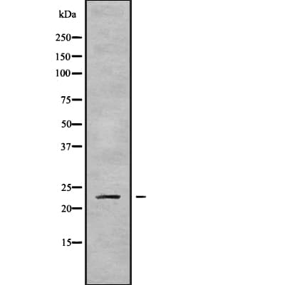 RAB43 Antibody