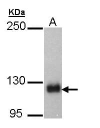 SCAP Antibody