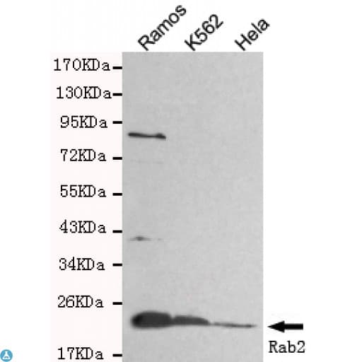 RAB2A / RAB2 Antibody