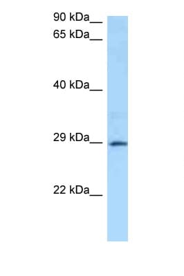 GSTA4 Antibody (aa23-72)