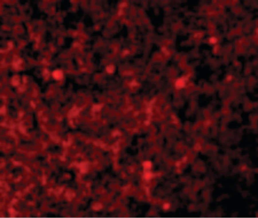 IHC-plus™ XAF1 Antibody