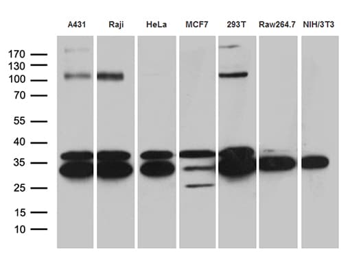 RPL7A / Ribosomal Protein L7a Antibody (aa2-266, clone OTI3C5, Carrier-free)