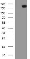CD45 / LCA Antibody (clone OTI1F6)
