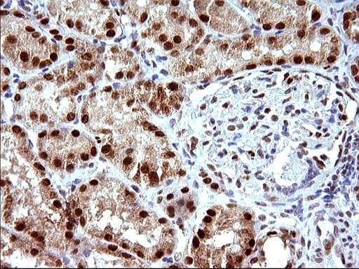 POLR3GL Antibody (clone OTI5E8, Carrier-free)